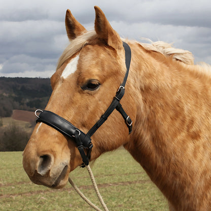 schwarzer Goethe auf Palomino